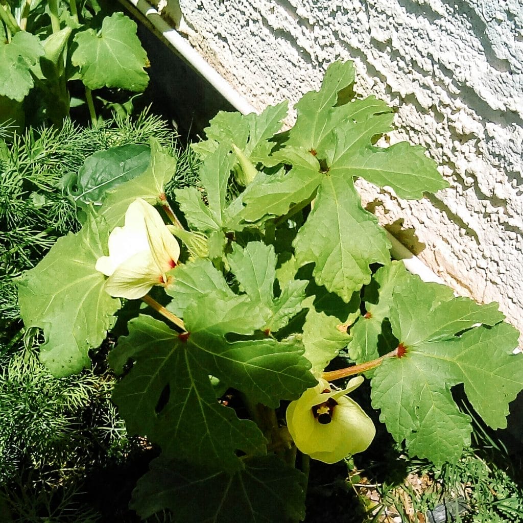 Okra blossoms in the garden.