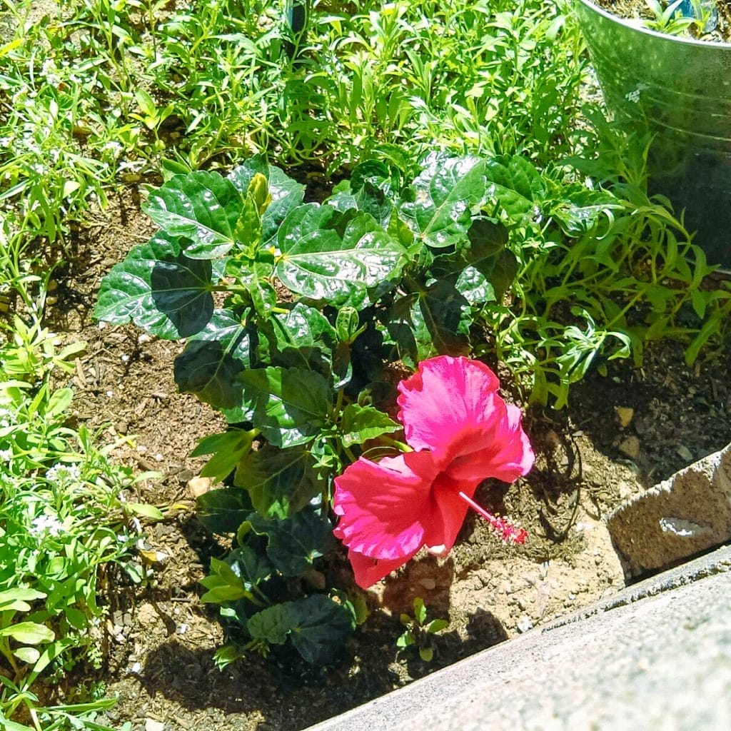 A hibiscus flower in Shannon's garden.