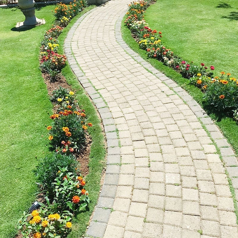 Beautiful flowers adorning the path to our Bnb in Nuwara Eliya, Sri Lanka. | www.achronicvoice.com